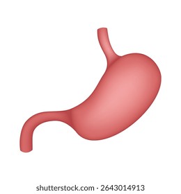 Human Stomach Anatomy, internal organ illustration isolated on white background	
