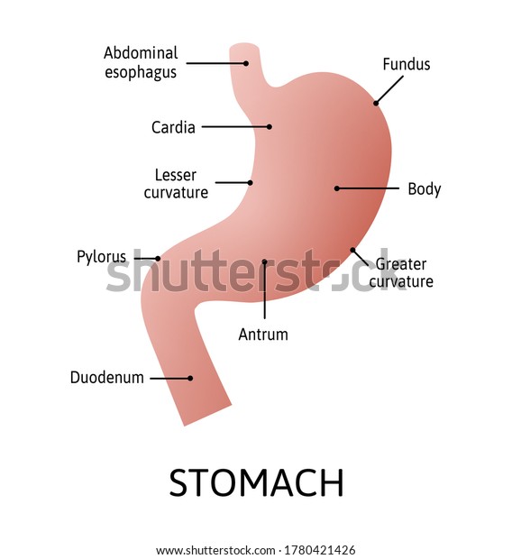 Human Stomach Anatomy Isolated On White Stock Vector (Royalty Free ...