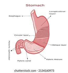 Human Stomach Anatomy Stomach Layers Stock Vector (Royalty Free ...