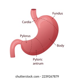 Human stomach anatomy. Medical educational diagram. Vector illustration isolated on white background. Cartoon style

