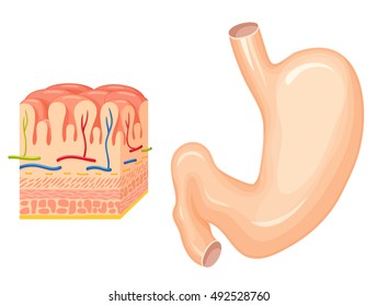Human stomach anatomy. Medical science vector illustration. Internal organ: front and rear wall of the stomach, small and greater curvature, mucosa and submucosa, muscularis externa, serosa