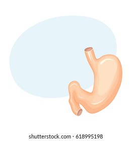 Human stomach anatomy. Medical science vector illustration. Internal organ: front and rear wall, small and greater curvature. 