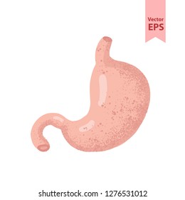 Human stomach anatomy vector illustration. Organs for surgeries and transplantation. Colorouful flat design isolated on white background, hand-drawn style.