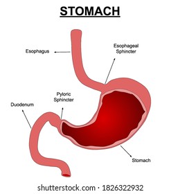 Human Stomach Anatomy Vector Illustration Labels Stock Vector (Royalty ...