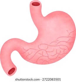Vektorgrafik der menschlichen Magenanatomie