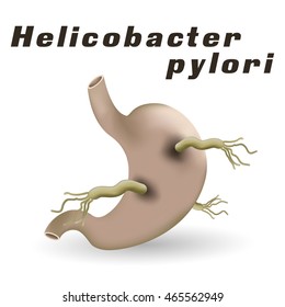 human stomach and bacteria on a white background, pylori,