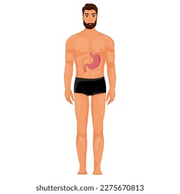El estómago humano en la anatomía corporal. Ilustración vectorial aislada en fondo blanco. Estilo de la caricatura
