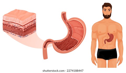 Human stomach in body, detailed layers visualization. Medical educational illustration, cartoon style
