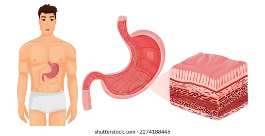 Human stomach in body, detailed visualization with all layers. Medical educational illustration, cartoon style
