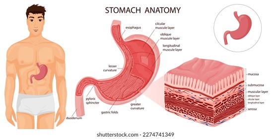 Human stomach in body, inside visualization with all layers. Medical infographic, educational diagram. Vector illustration, cartoon style
