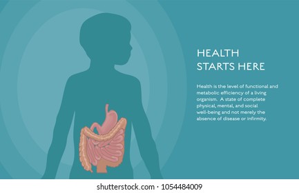 Human stomach and bowel - digestive system anatomical vector illustration. Body silhouette and organ medical poster health care