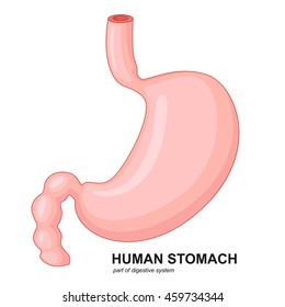Human stomach cartoon