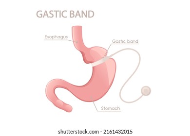 Human Stomach cartoon design human anatomy organ vector illustration on white background