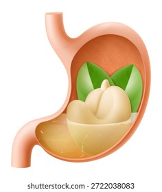 Menschlicher Magen mit Cashewnüssen. Der Magen verdaut Cashew. Ein Magen gefüllt mit gesundem Essen mit Eiweiß. Richtige Ernährung. Realistische 3D-Vektorgrafik. Illustration des Lebensmittelverdauungsprozesses