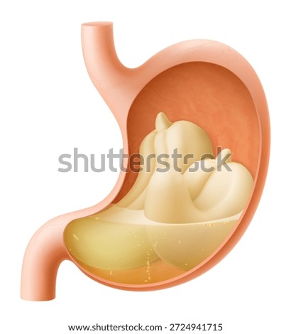 Human Stomach with cashew nuts. The stomach digests cashew. A stomach filled with healthy food with protein. Proper nutrition. Realistic 3d Vector illustration. Food digestion process illustration