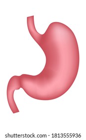 human stomach. Digestive system. Internal organ anatomy medical illustration. Vector.