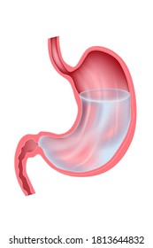a human stomach filled with clear liquid. Digestive system. Medical illustration of anatomy of an internal organ in section. Vector.