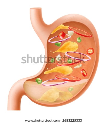 Human Stomach filled full by fast food. Gastric juice digesting many food in Stomach. Stomach with seasoned chips inside Illustration about digestive system. Realistic 3d Vector