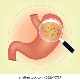 Human Stomach With Germs And Bacteria And Magnifier 