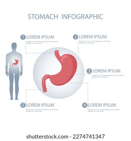 Human stomach infographic with magnification. Vector detailed illustration isolated on white background. Cartoon style
