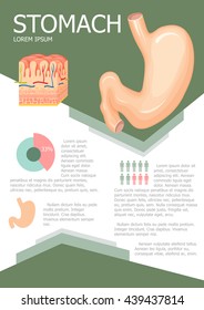Human stomach infographic poster with chart, diagram and icon. Anatomy medical science. Vector brochure. Gastric system