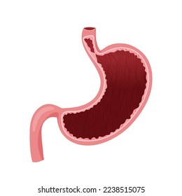 Human stomach inside. Vector illustration isolated on white background. Cartoon style
