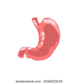 Human stomach, internal organ anatomy vector Illustration isolated on a white background
