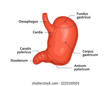 The human stomach. Internal organ, anatomy, medicine. Vector illustration of a on a white background.