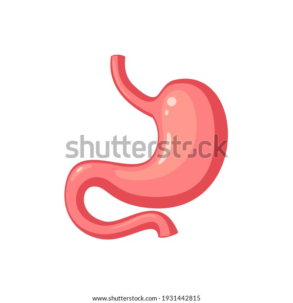 Human stomach.\
Internal organ, anatomy. Vector cartoon flat icon illustration\
isolated on white\
background.