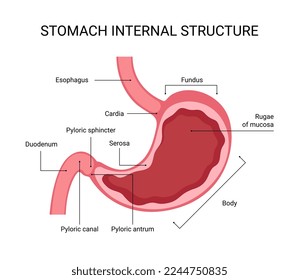 Human stomach internal structure design