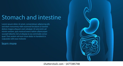 Human Stomach and intestine.Medical organ. low poly wireframe theme concept on blue background. vector illustration.