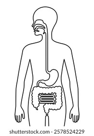 The human stomach and intestines isolated on white background