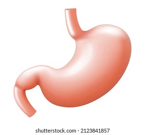 Human Stomach Isolated On White Background. Illustration Of The Human Internal Organ. Realistic 3d Vector