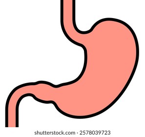 The human stomach isolated on white background