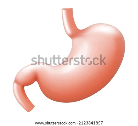 Human stomach isolated on white background. Illustration of the human internal organ. Realistic 3d Vector