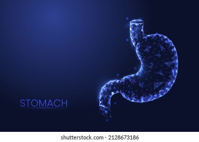 Human stomach low poly concept vector illustration.