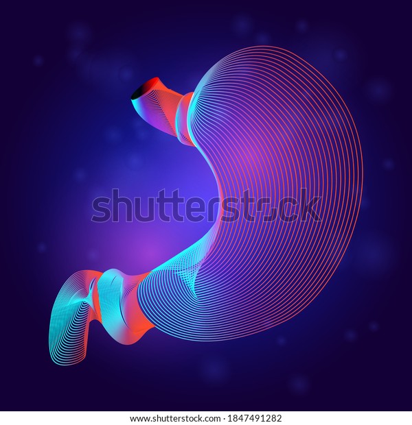 Human stomach medical structure anatomy. Outline vector illustration of