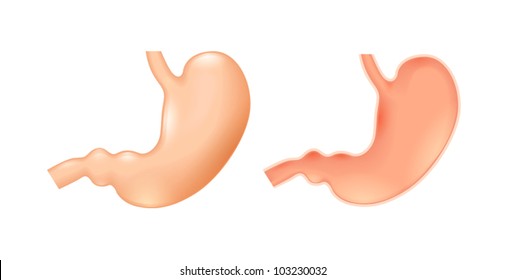 Human stomach on white background