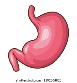 Human stomach organ