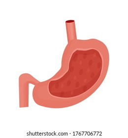 Human stomach, organ isolated on white background stock vector illustration. Medical, anatomical concept, detailed in flat style