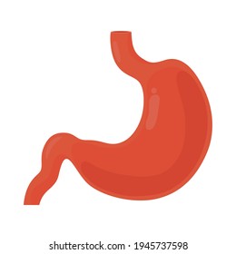 human stomach organ on background