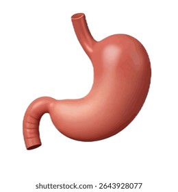 Origem Do Estômago Humano: Perspectiva Científica Anatomia Digestiva Evolucionária