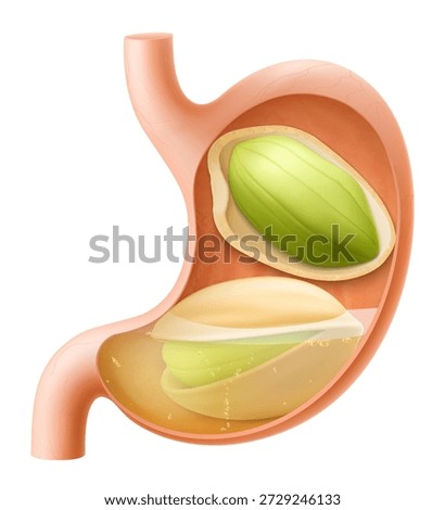 Human Stomach with pistachio. The stomach digests pistachio. A stomach filled with healthy food with protein. Proper nutrition. Realistic 3d Vector illustration. Food digestion process illustration
