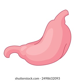 Estómago humano que representa el sistema digestivo