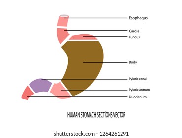 human stomach sections vector,stomach anatomy


