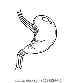 Human stomach sketch vector illustration. Hand drawn stomach anatomy