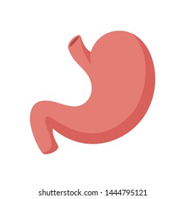 Human stomach for study book isolated on white background. Stomach and digestion organ system, vector illustration