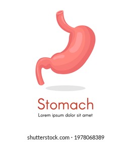 Human stomach for study book isolated on white background. Stomach and digestion organ system, vector illustration