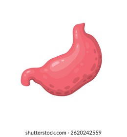 Estomago humano para livro de estudo isolado em fundo branco. Estômago e sistema de digestão de órgãos, ilustração vetorial sobre fundo branco