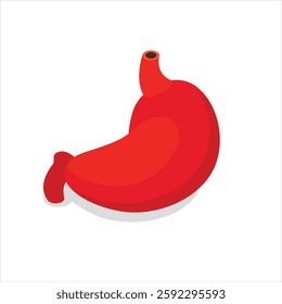 "Human Stomach Vector Design Illustration" featuring a detailed, accurate representation of the stomach's anatomy. Ideal for medical, educational, and creative projects. High-quality stock image for